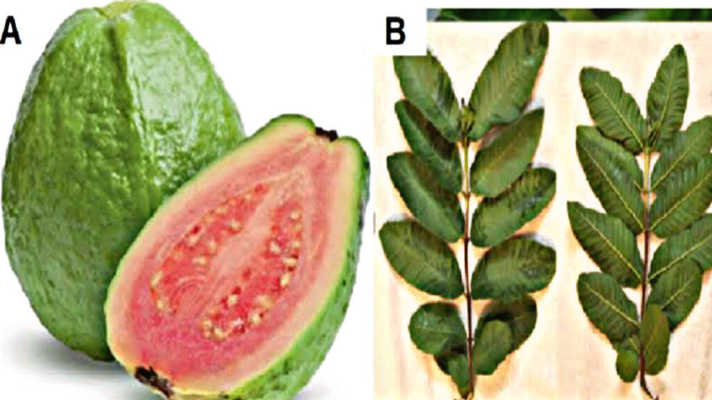 4E25218E 4A4A 424A A506 7C68522C6054