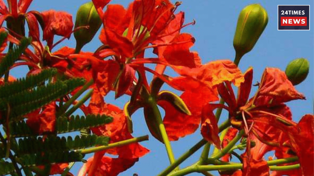 Gulmohar