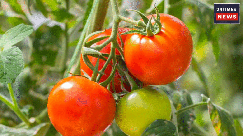 Untitled design 2026 01 24T095034.211