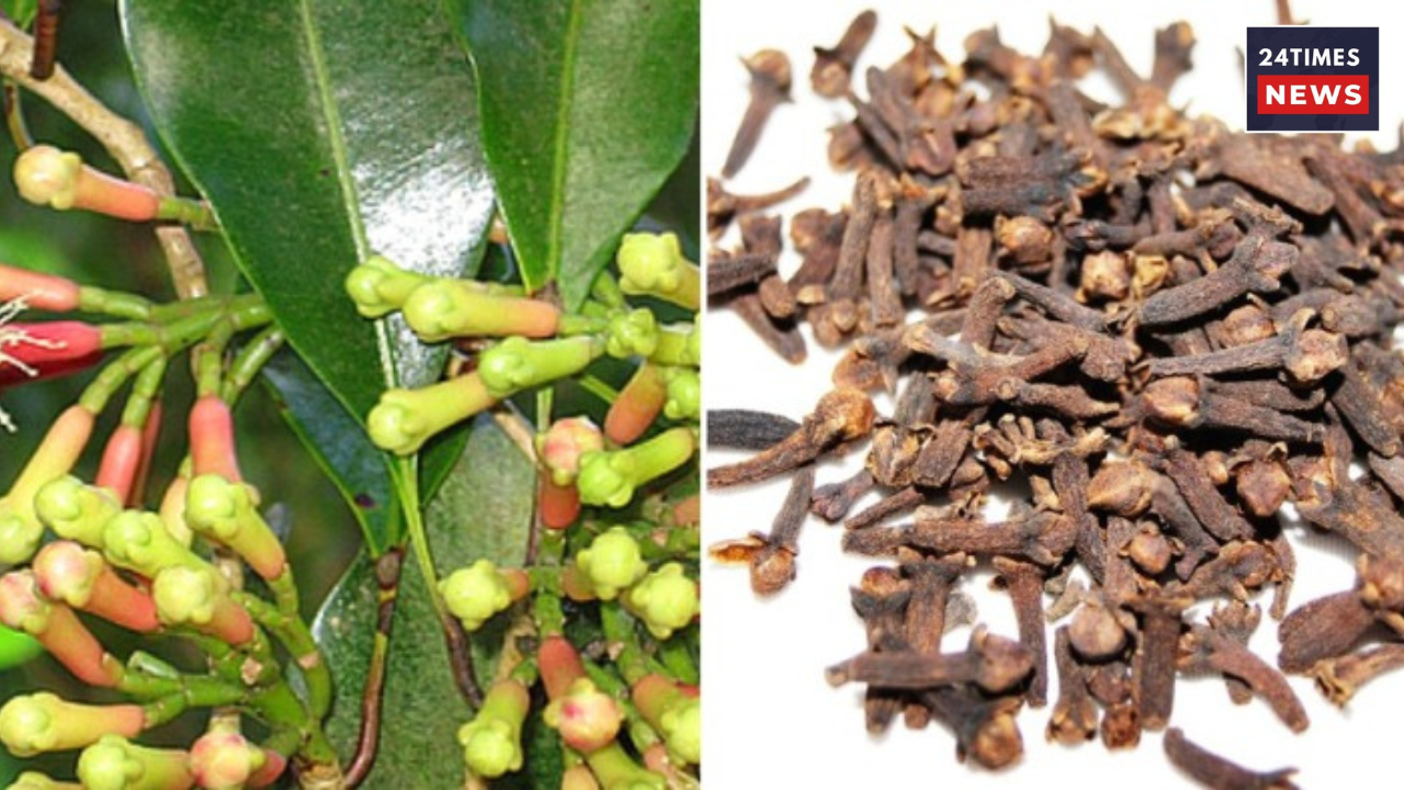 Untitled design 2026 01 26T104012.061