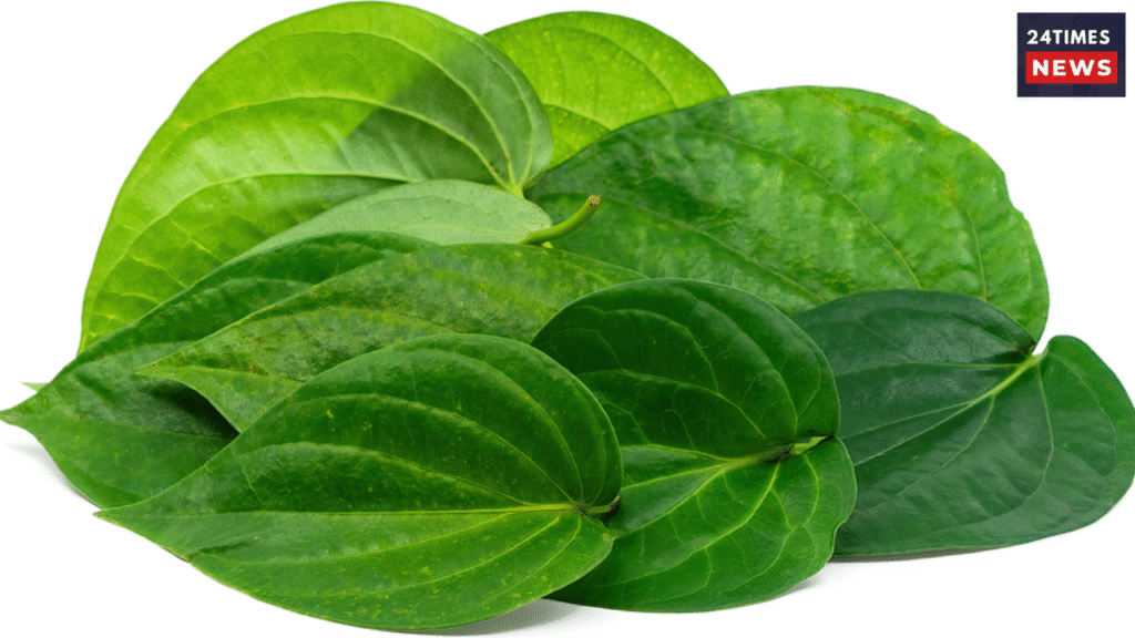 Untitled design 2026 01 27T095939.961 Untitled design 2026 01 27T095939.961