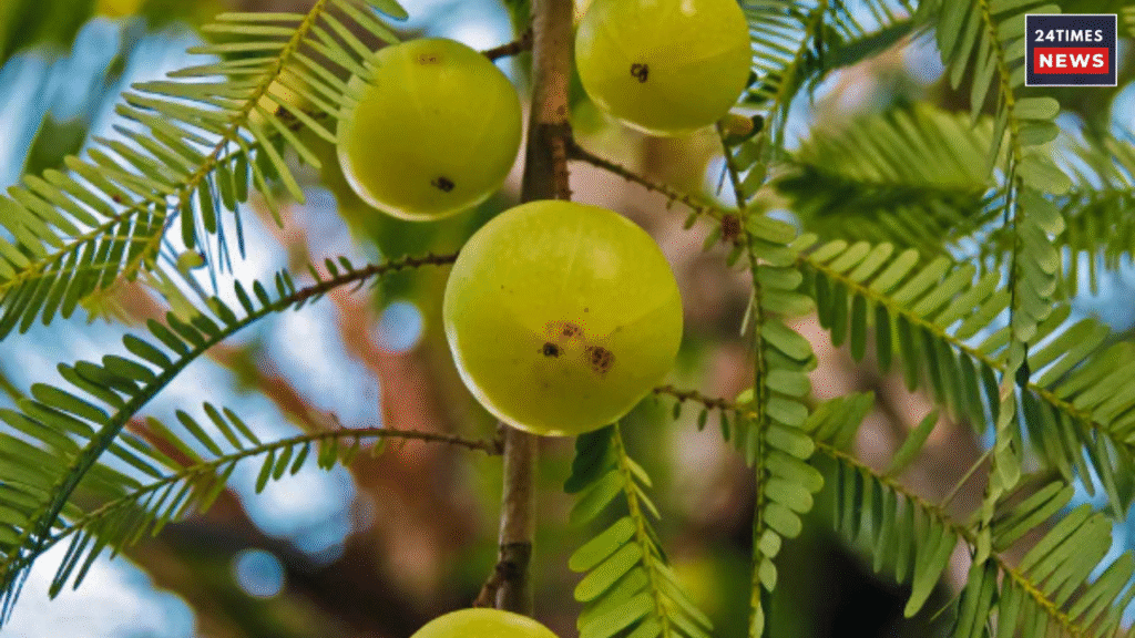 Drink amla juice on an empty stomach, it may help reduce weight quickly and lower the risk of many diseases