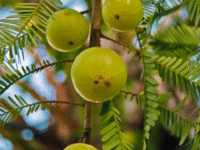 Amla Juice