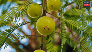 Drink amla juice on an empty stomach, it may help reduce weight quickly and lower the risk of many diseases