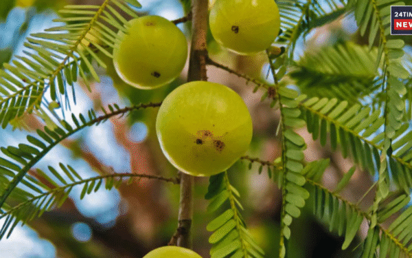 Amla Juice
