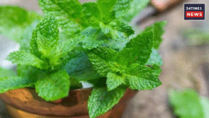 Mint Benefits : provides freshness in summers and also helps in removing dehydration