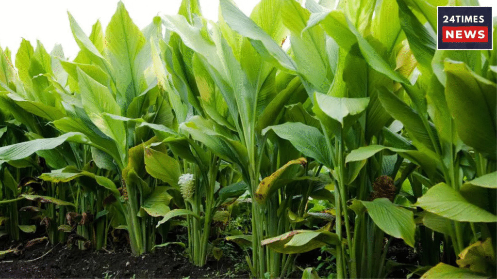 Untitled design 2026 05 27T124342.088 Turmeric Farming: Golden opportunity for more profits at low cost