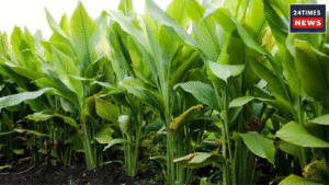 Turmeric Farming: Golden opportunity for more profits at low cost