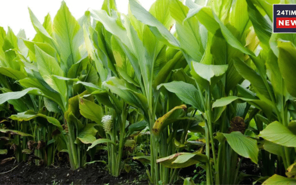 Turmeric Farming: Golden opportunity for more profits at low cost