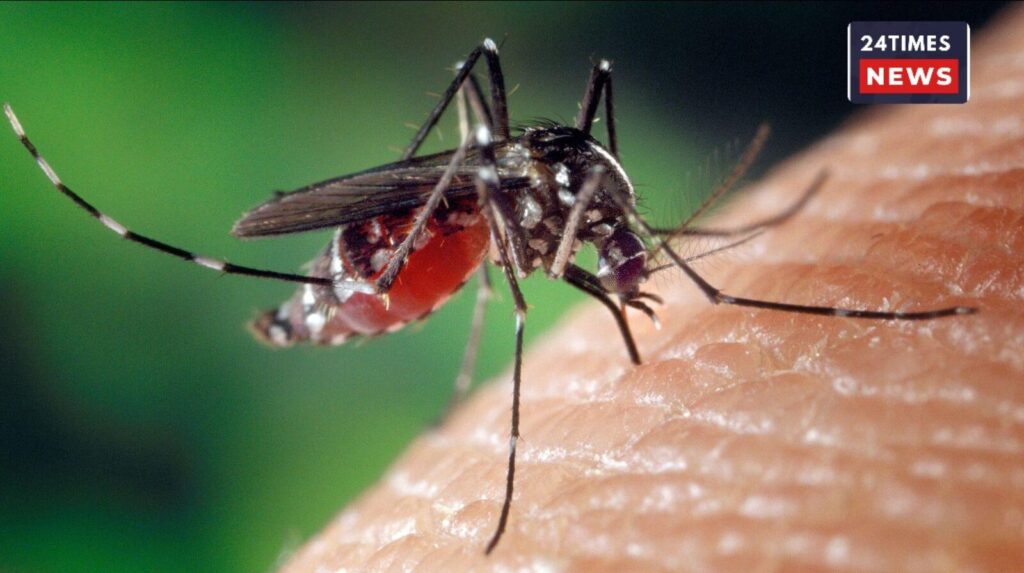 National Dengue Day