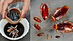 Learn quick and easy tricks to get rid of cockroaches in your home
