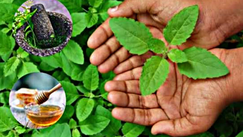 Eating basil leaves can cure these serious diseases