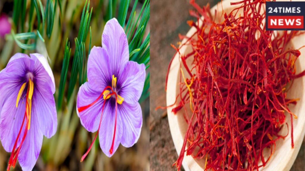 Agriculture Saffron 1