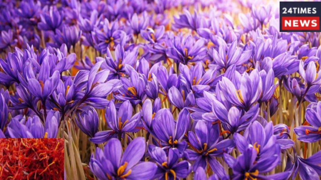 Agriculture Saffron 2