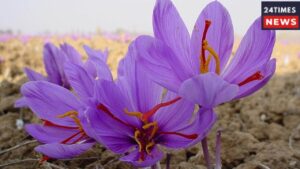 Farmers Should Grow Saffron, Can Become Owners of Several Lakhs in Just One Year