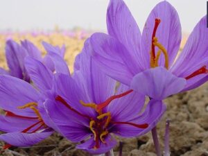 Farmers Should Grow Saffron, Can Become Owners of Several Lakhs in Just One Year