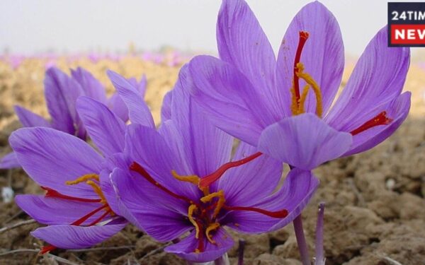 Agriculture Saffron