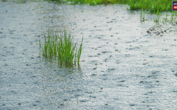 rain water 1