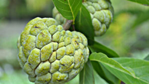 Benefits of Eating Custard Apple and Its Health Effects