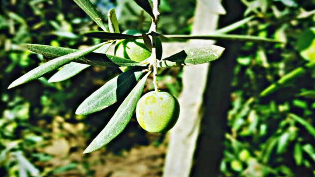 Know the benefits of chewing mango leaves