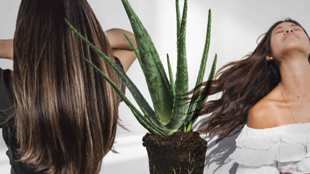 A79C407E 6DFC 4E04 A4FD 95FDF096AAEE Applying aloevera gel to your hair can provide tremendous benefits, relief from dry hair to dandruff.