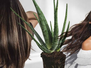 Applying aloevera gel to your hair can provide tremendous benefits, relief from dry hair to dandruff.
