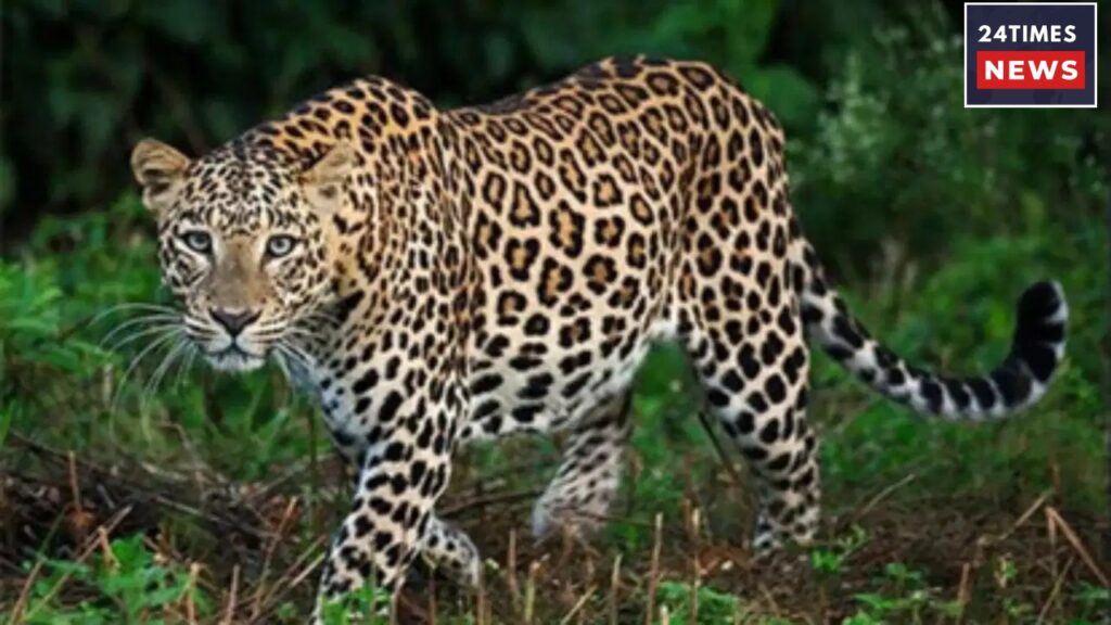 Leopard 2