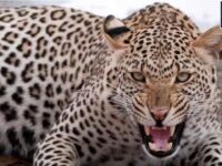 Leopard