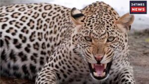 Leopard Terror In Moradabad Forest, One More Woman Dies In Attack