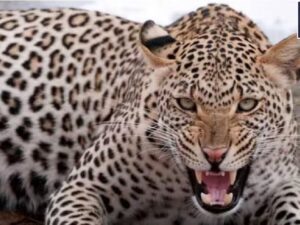 Leopard Terror In Moradabad Forest, One More Woman Dies In Attack