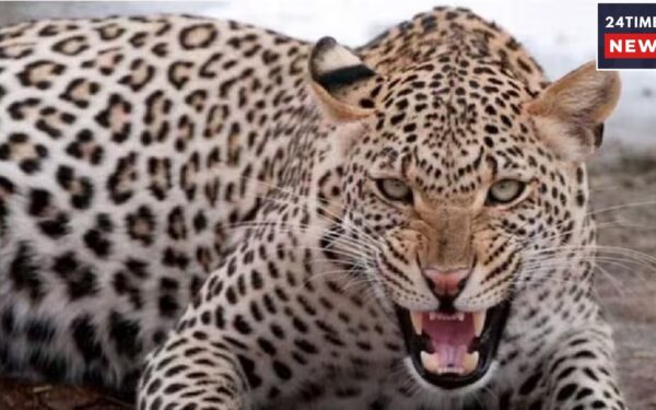 Leopard
