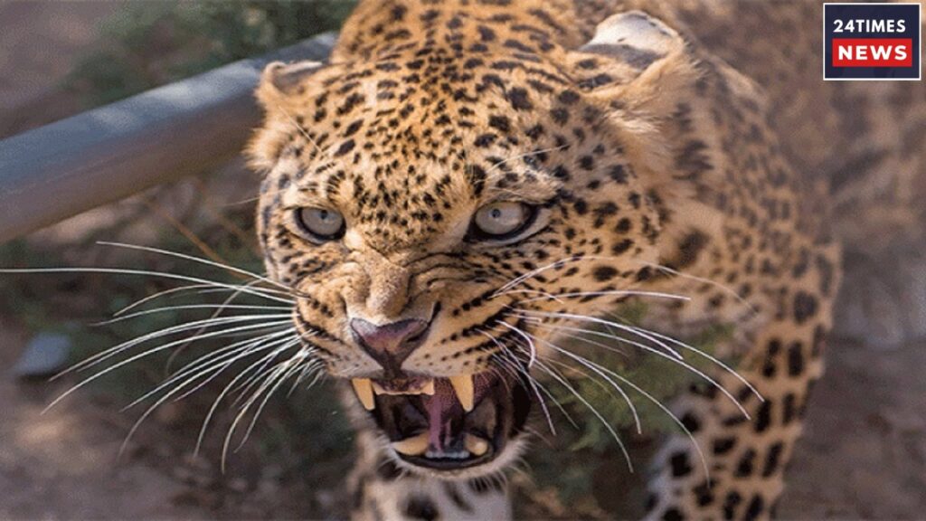 leopard drags 1