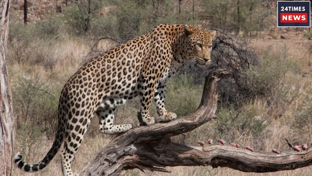 leopard drags 2