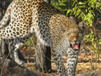 leopard drags