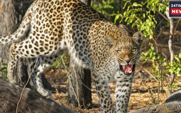 leopard drags