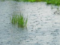 rain water 1