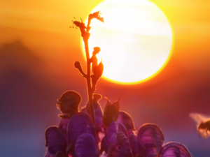 Dwidwadash Yoga between the Sun and the Moon will bring Difficulties for these signs. Know the details