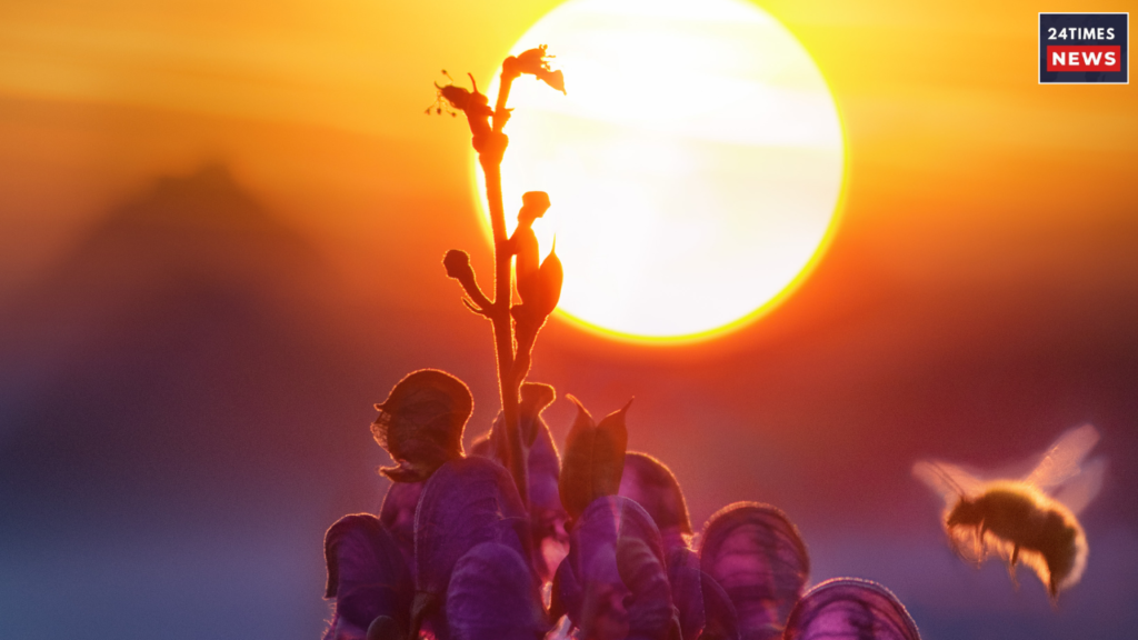 sun in libra 3