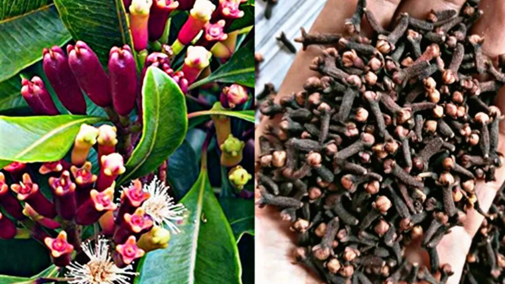 Clove Uses at Home: Use cloves for all these things besides food