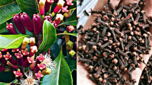 Clove Uses at Home: Use cloves for all these things besides food