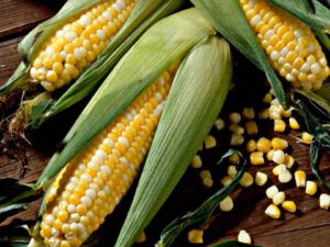 Know the magical benefits of corn husk, you will get all these benefits!