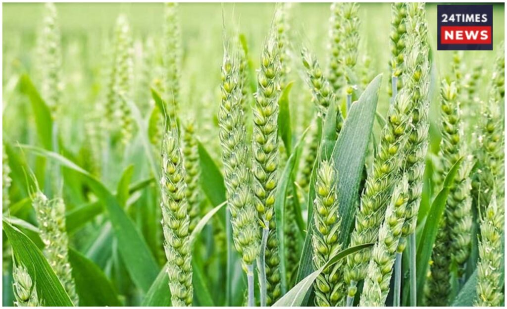 Rabi Crop Sowing 1