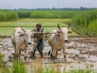 kisan