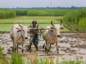 How Will Farmers Get a Rs 3000 Pension Every Month? Check Update