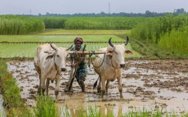 kisan