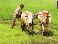 pm kisan yojana pm kisan yojana