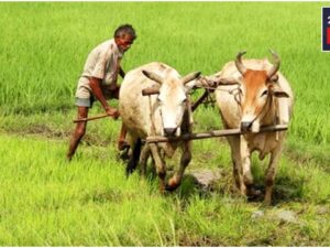 Will Farmers Get Rs 2,000 Instalment Before Diwali? Know The Latest Update