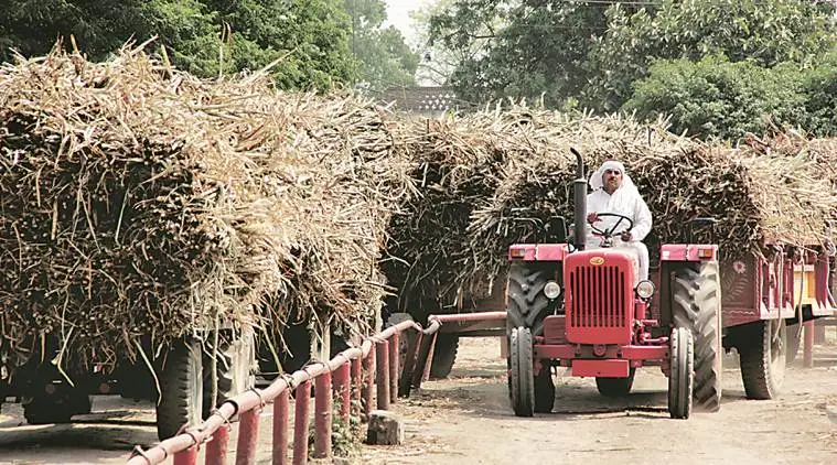 sugarcane farmer